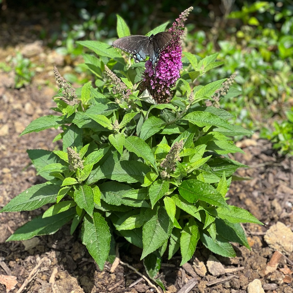 Meet your Posher, Jane